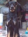 joe cardenas doberman macho d 1 año y 9 meses joe cardenas doberman macho d 1 año y 9 meses